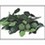 limeleaves