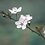 WisdomBlossom